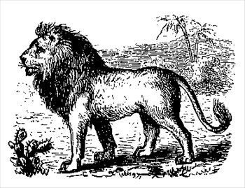 lion2