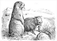 marmot-5