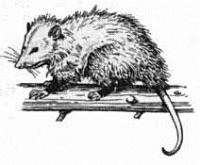 Free Opossums Clipart - Free Clipart Graphics, Images and Photos