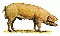 Swedish-Landrace