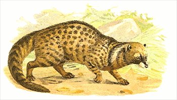 African-Civet