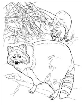 raccoons-coloring-page