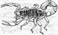 Scorpionidea