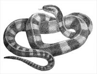 banded-krait