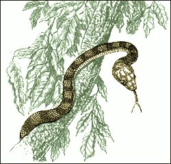 brown-tree-snake