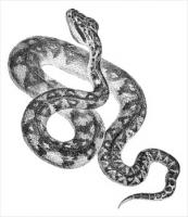 bushmaster