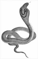 cobra
