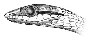 snake-head