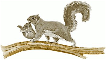 squirell-w-baby