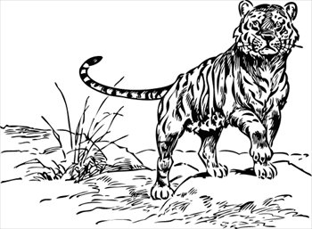 tiger-walking-sketch