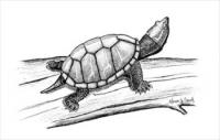 Stinkpot-Turtle