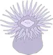 Anemone-3