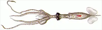 Chiroteuthid