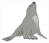 Sea-Lion-2