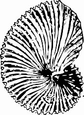 argonaut-shell