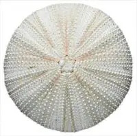 sea-urchin