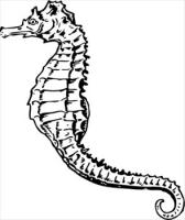 seahorse