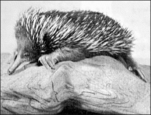 Echidna