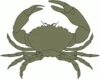 crab-2