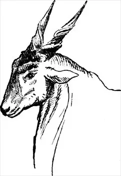 Eland