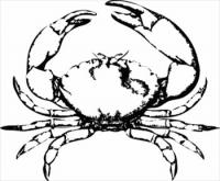 stone-crab