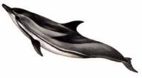 Striped-Dolphin