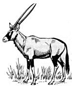 Gemsbok