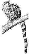 Genet