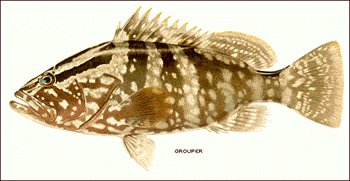 Grouper