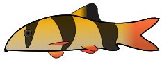 clown-loach-01