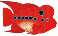 flowerhorn-fish-1