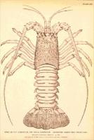 lobster-6