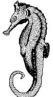 seahorse-2