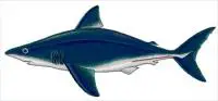 Porbeagle