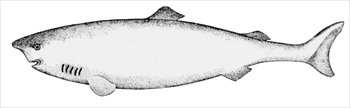 greenland-shark