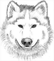 wolf-head-sketch