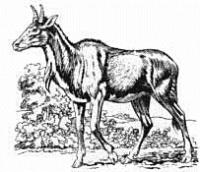 Nilgai