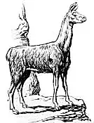 Vicuna