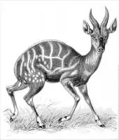 bushbuck