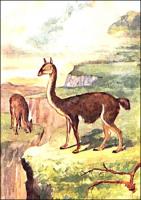 guanaco-2