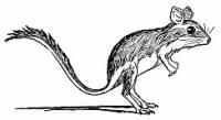 kangaroo-rat