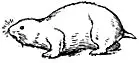 lemming